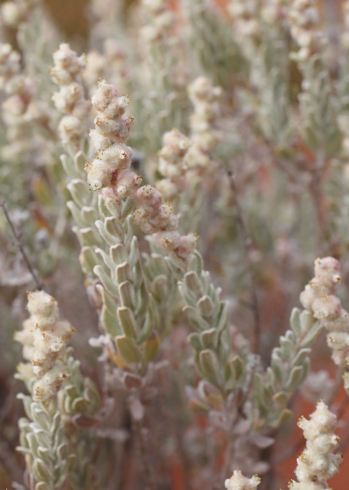 Australian Desert Plants Lamiaceae